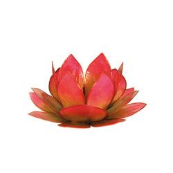 Lotus-licht Capiz Sonnenaufgang grün-pink