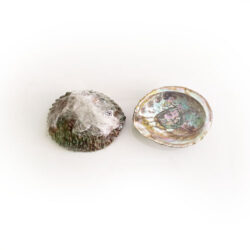 Abalone Muschel 10/11cm